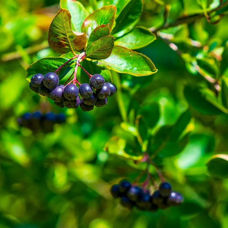 Viking Aronia Chokeberry Bush