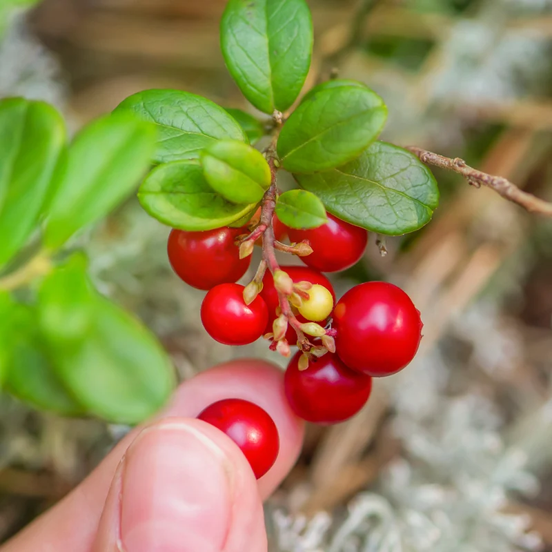 Stevens Cranberry Bush