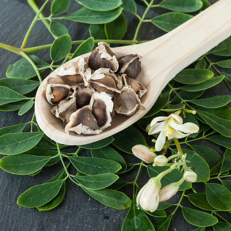 Moringa Tree