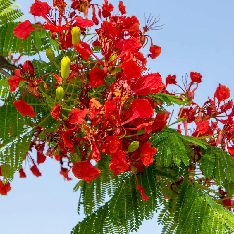 Royal Poinciana Tree