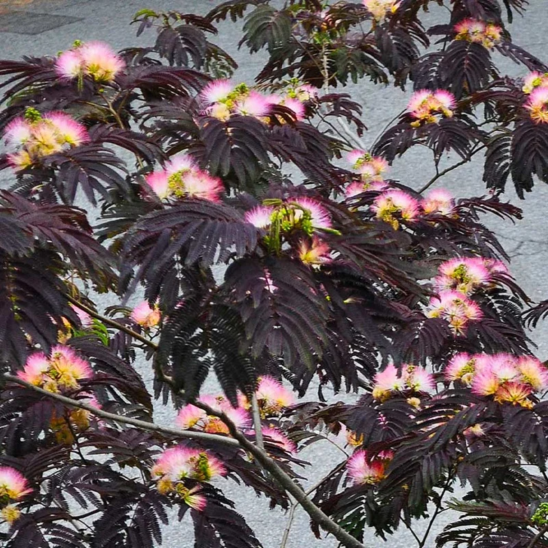 Bloomables® Summer Chocolate Mimosa Tree
