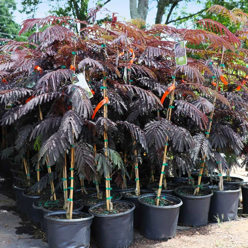 Bloomables® Summer Chocolate Mimosa Tree