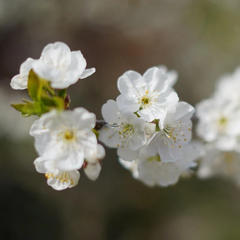 Royal Ann Cherry Tree