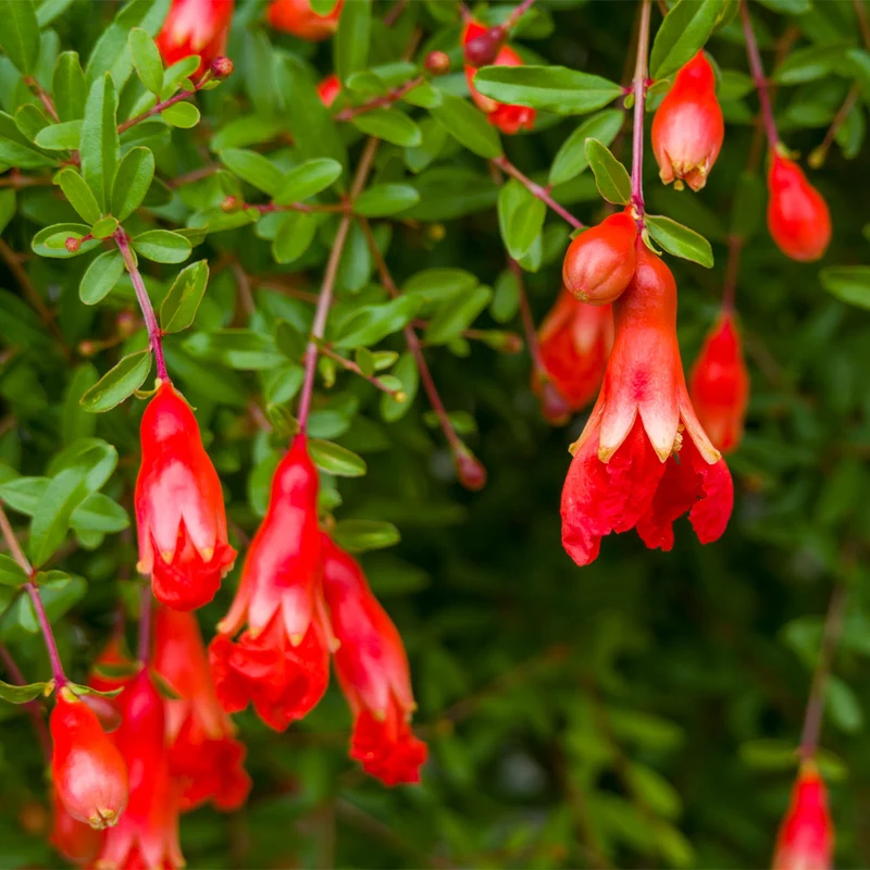 Cold-Hardy Red Pomegranate Bush