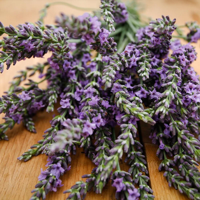 Southern Living® Phenomenal™ Lavender Plant