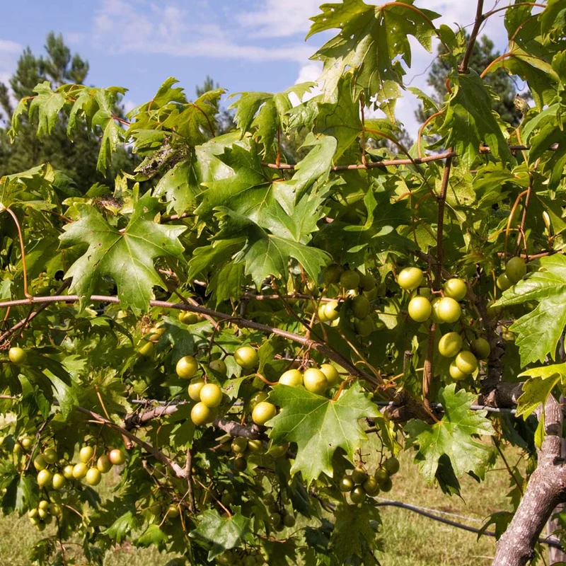Carlos Muscadine Grape