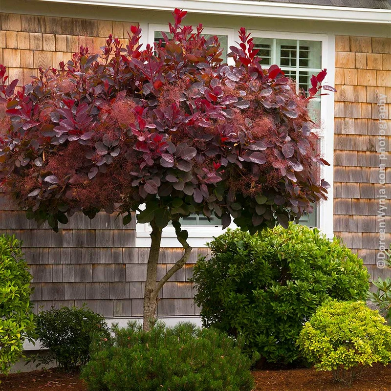 Royal Purple Smoke Bush