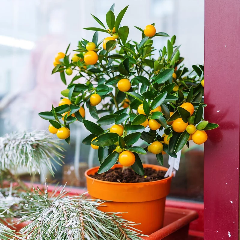 Kishu Mandarin Tree