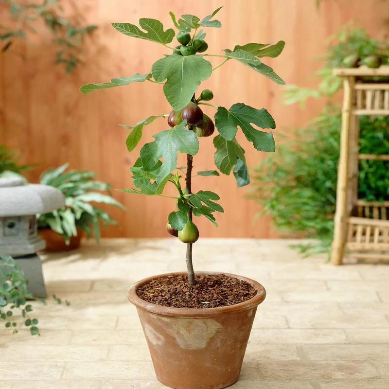 Southern Living® Little Miss Figgy™ Tree