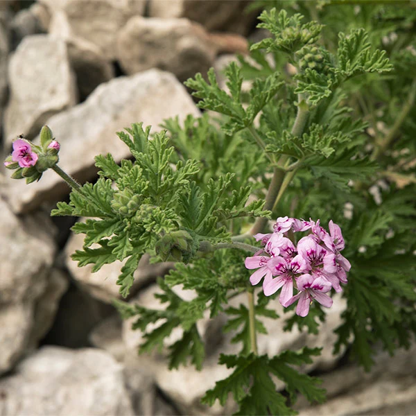 Citronella Plant