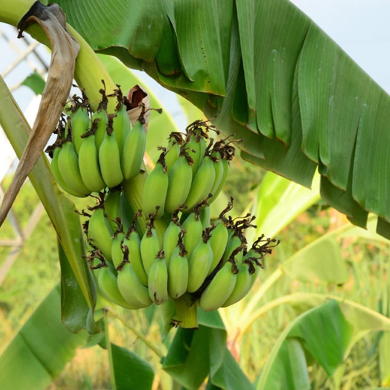 Grand Nain 'Naine' Banana Tree