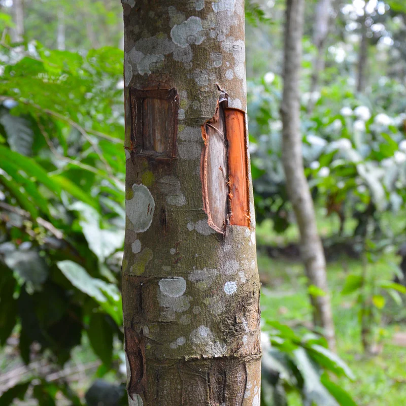 Cinnamon Tree