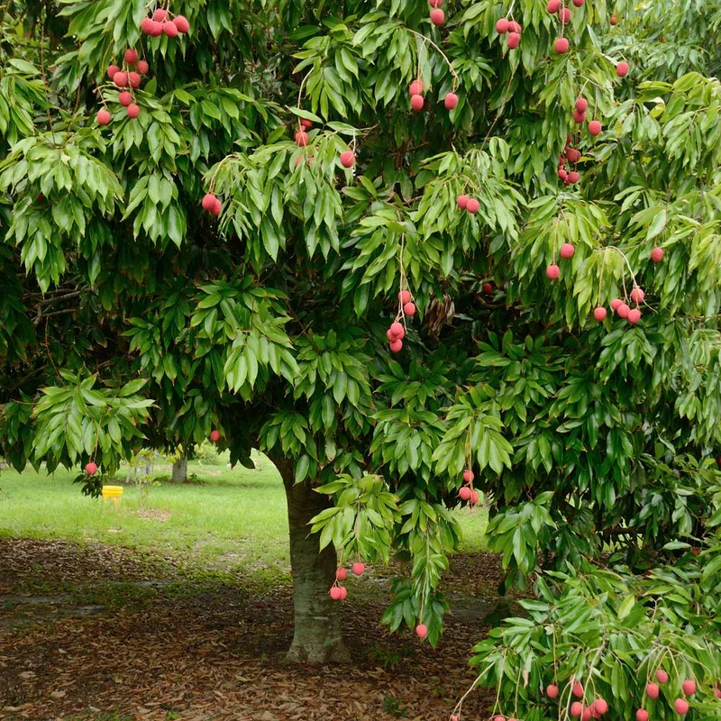 Emperor Lychee Tree