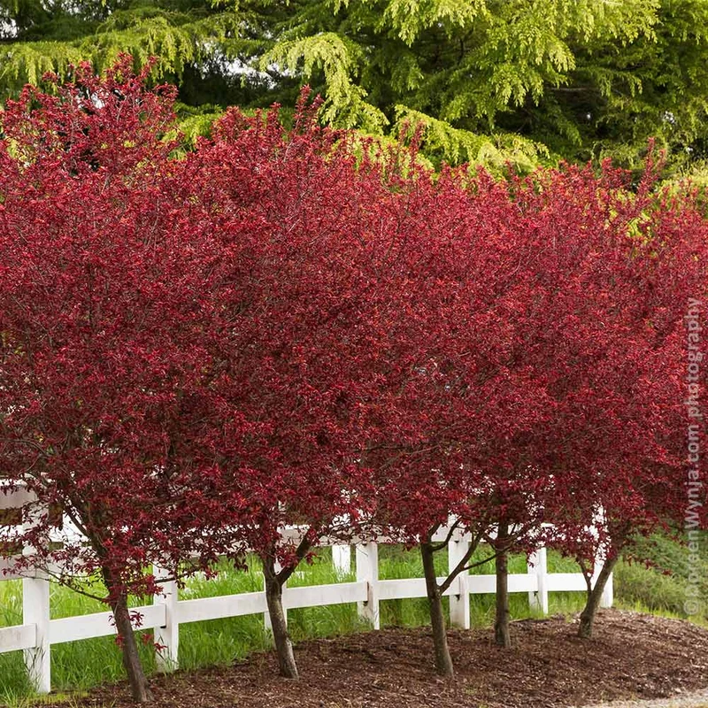 Thundercloud Plum Tree