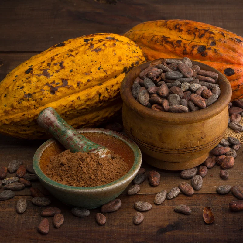 Chocolate Cocoa 'Cacao' Plant