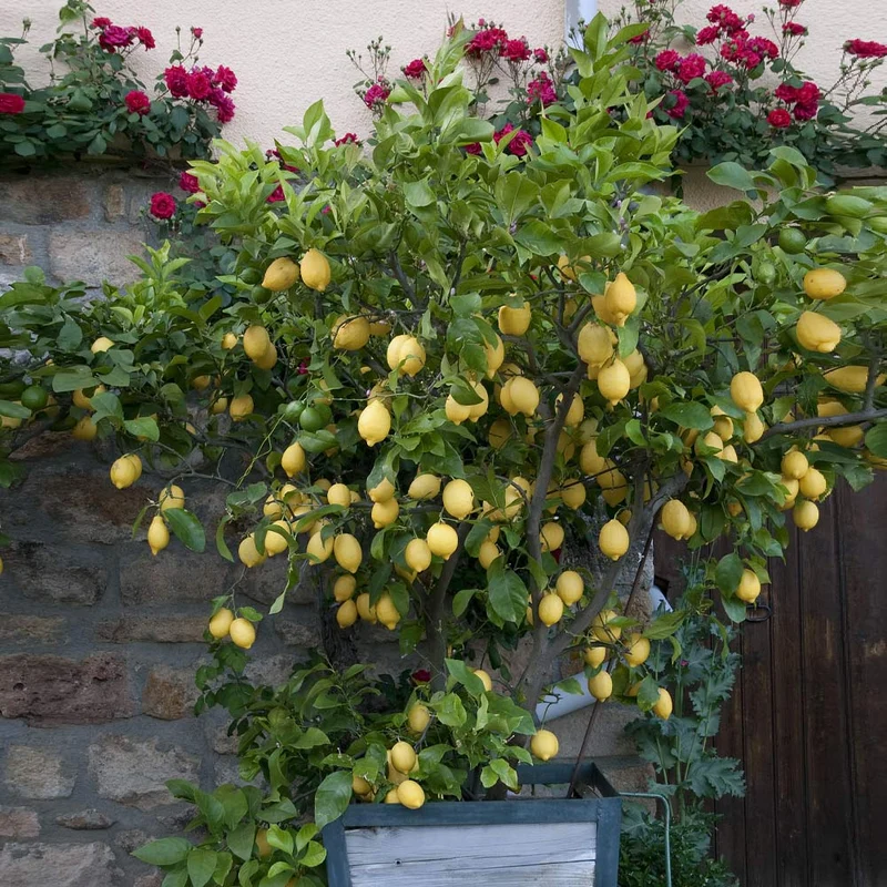 Eureka Lemon Tree