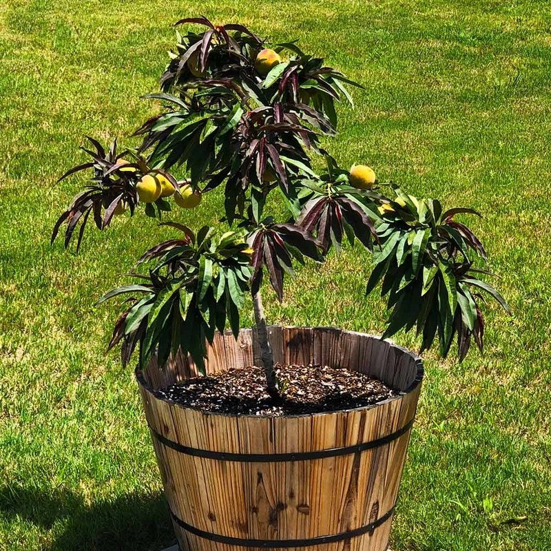 Bonfire Patio Peach Tree