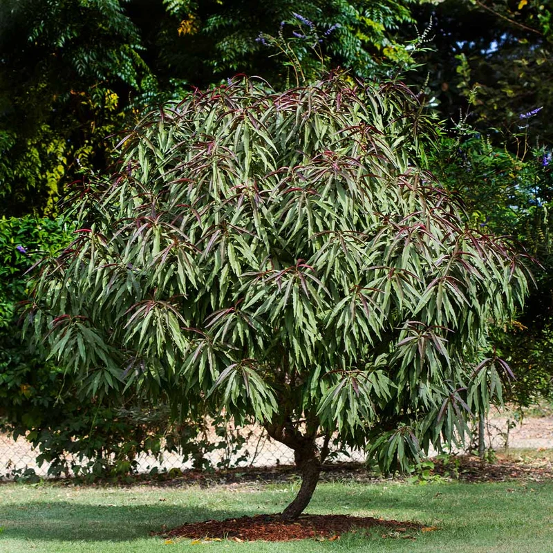 Bonfire Patio Peach Tree