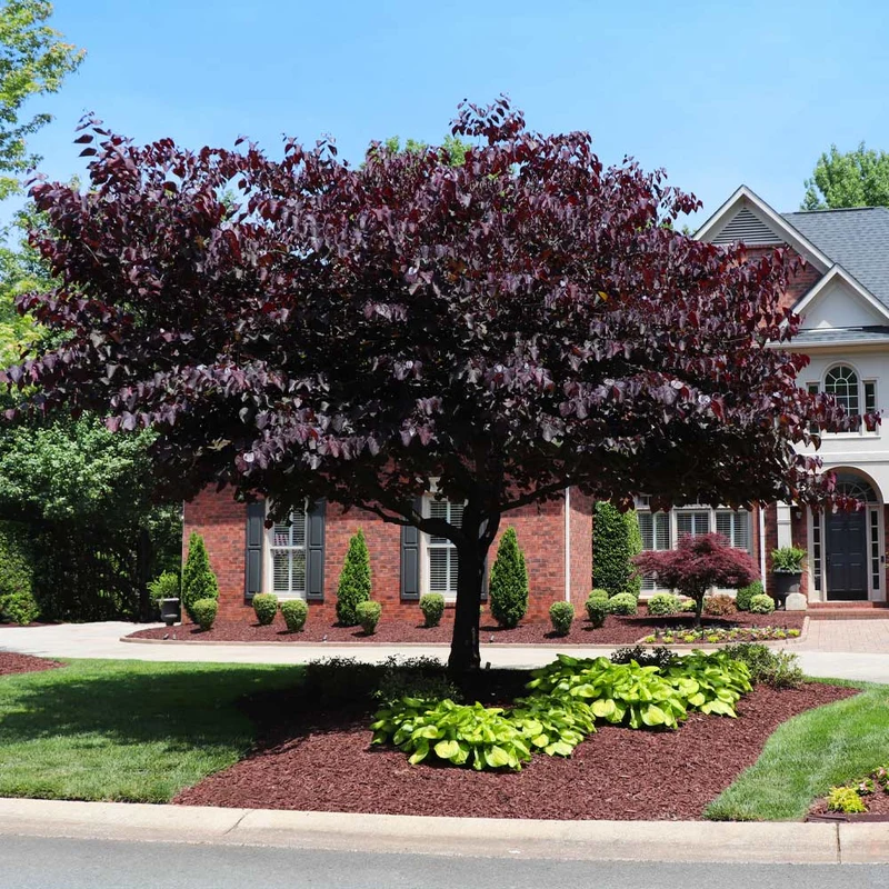 Forest Pansy Redbud